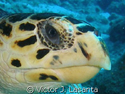 close-up of a hawksbillturtle at mermaid point dive site ... by Victor J. Lasanta 